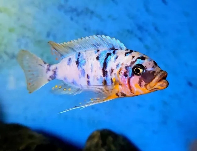 Maylandia fainzilberi 'Cape Kaiser'